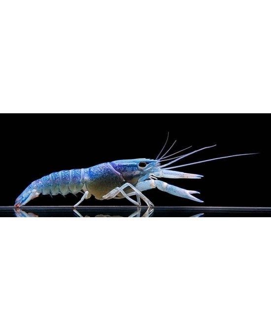 LANGOSTA ALLENI AZUL ELECTRICO 5CM