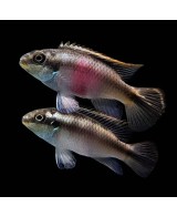 PELVICACHROMIS PULCHER 4-5