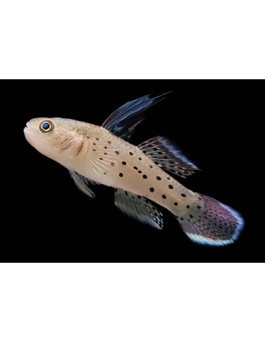 GOBIO CABALLERO  5-7CM