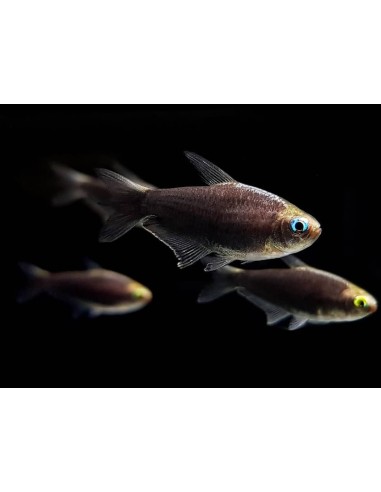 NEMATOBRYCON PALMERI BLACK 3