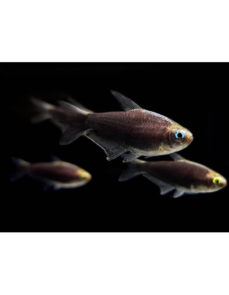 NEMATOBRYCON PALMERI BLACK 3