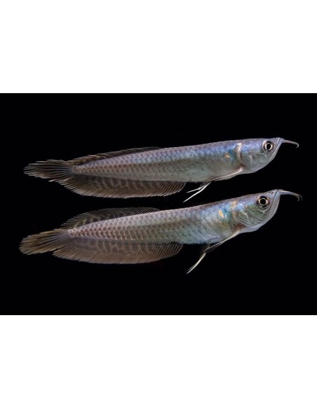 AROWANA 12-15CM
