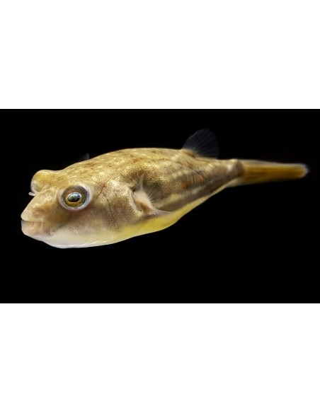 PEZ GLOBO TETRAODON LINEATUS FAHAKA 2-2.5CM