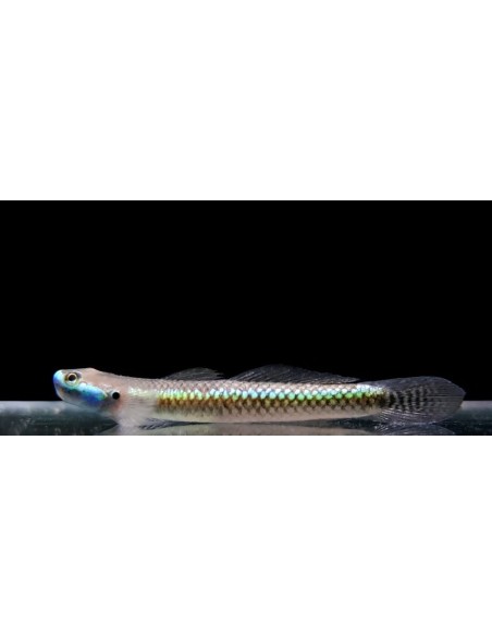 GOBIO AZUL 3-3.5CM