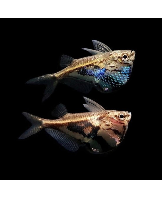 PEZ HACHA MARMOL STRIGATA 2.5-3CM