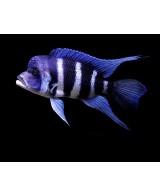 CYPHOTILAPIA FRONTOSA 3-3.5CM