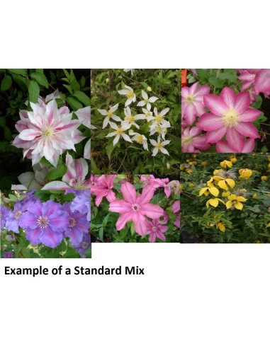 Clematis Mix Standard Variettes M17 Planta Trepadora Ornamental para Jardín y Terraza