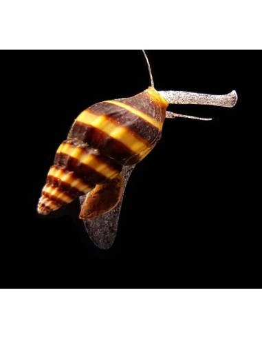 CARACOL COME CARACOLES - ANENTOME HELENA 1-1,5CM