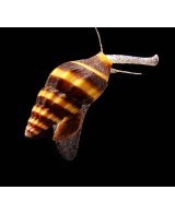 CARACOL COME CARACOLES - ANENTOME HELENA 1-1,5CM