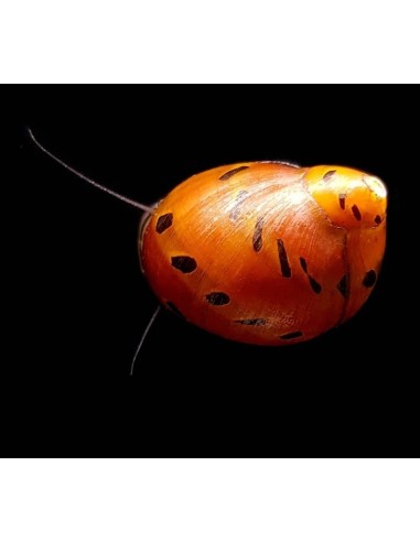 CARACOL CEBOLLA ROJO - NERITINA SP