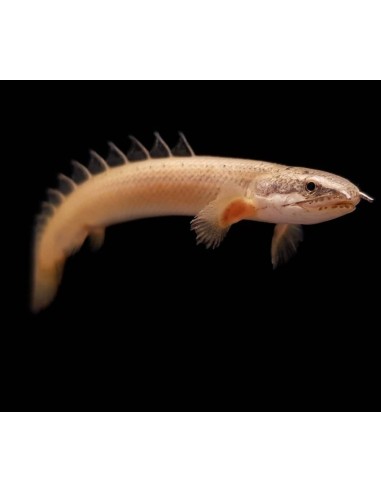 POLYPTERUS SENEGALUS