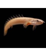 POLYPTERUS SENEGALUS