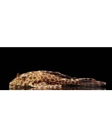 PLECOSTOMUS LEOPARDO 5-6CM - PTERYGOPLICHTHYS GIBBICEPS