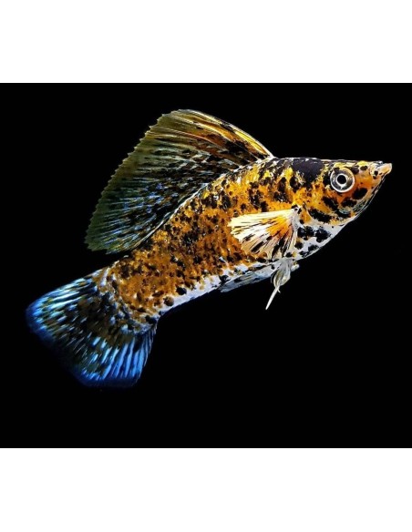 VELLIFERA SURTIDA 5-6CM