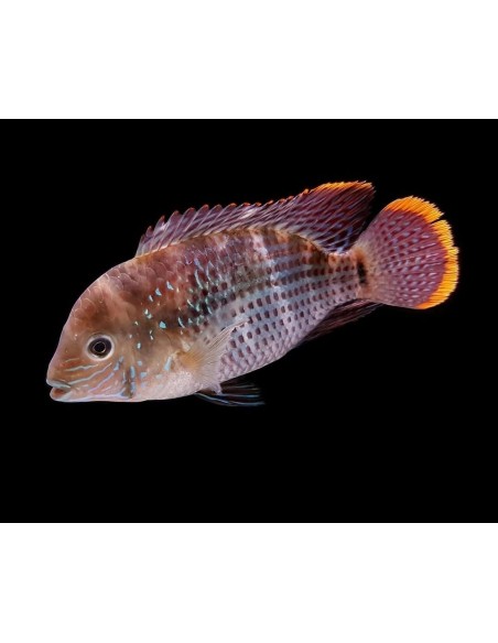 AEQUIDENS RIVULATUS 4-5