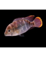 AEQUIDENS RIVULATUS 4-5