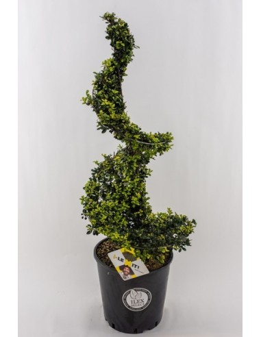 Ilex Cren Dark Green Spiraal 90/100 cm M26 Árbol Ornamental para Jardín Terraza y Patio