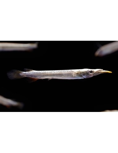 DERMOGENYS PUSILLUS 3-4CM
