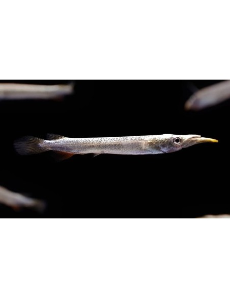 DERMOGENYS PUSILLUS 3-4CM