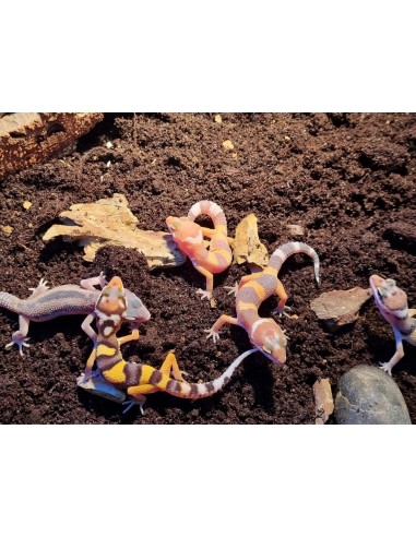 EUBLEPHARIS MACULARIS BABY