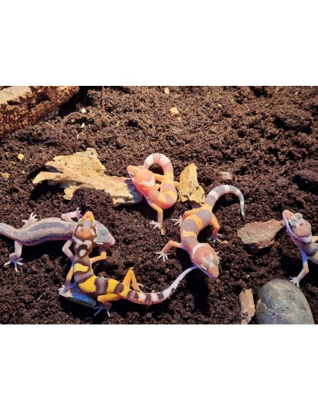 EUBLEPHARIS MACULARIS BABY