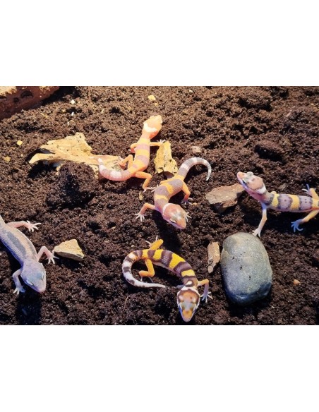 EUBLEPHARIS MACULARIS BABY