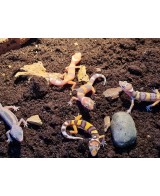 EUBLEPHARIS MACULARIS BABY