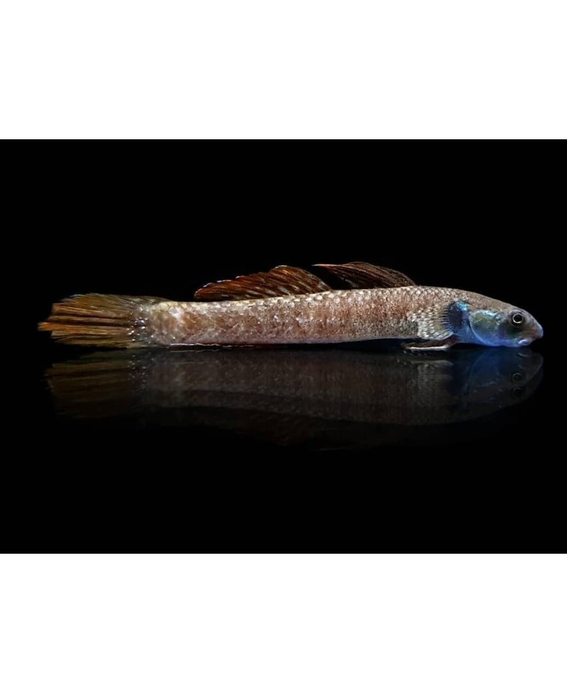 GOBIO ARCOIRIS 5-6CM - STIPHOIDON ORNATUS