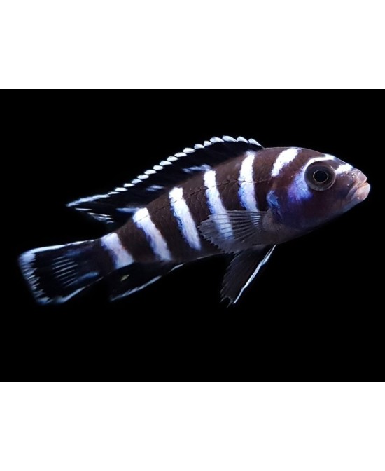 PSEUDOTROPHEUS  DEMASONI 3-4CM