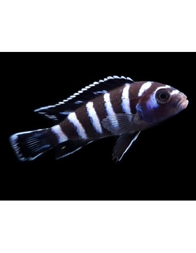 PSEUDOTROPHEUS  DEMASONI 3-4CM