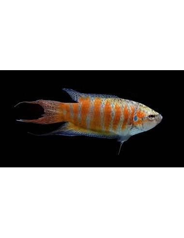 PEZ PARAISO ROJO -MACROPODUS OPERCULARIS 3.5-4CM
