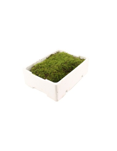 Moss Flat 2.5kg Verde Musgo Natural para Decoración Jardinería y Manualidades