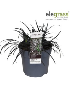 Ophiopogon Niger M14 Morado Planta Ornamental Follaje Decorativa Jardines Terrazas