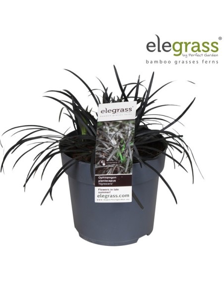 Ophiopogon Niger M14 Morado Planta Ornamental Follaje Decorativa Jardines Terrazas