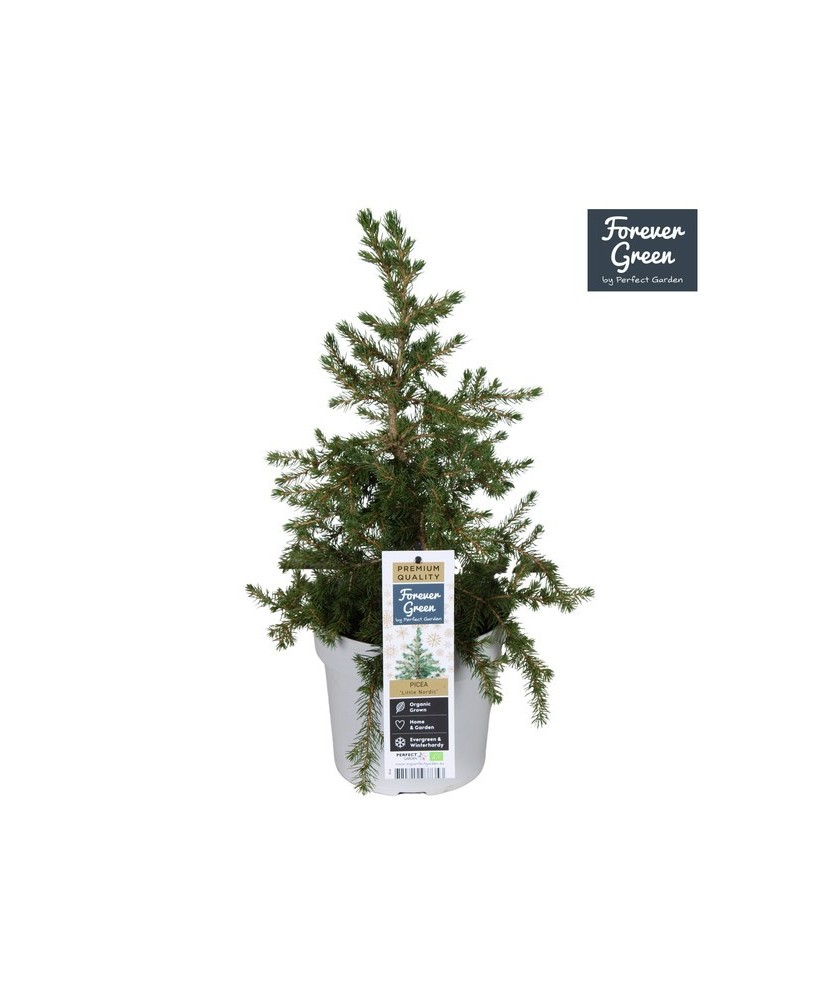 Picea GL Little Nordic M19 Árbol Ornamental Compacto para Jardines y Terrazas