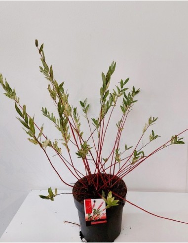 Salix In Flamingo M19 Arbusto Ornamental Rosado y Verde para Jardín y Terraza