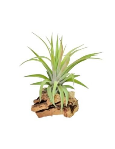 TILLANDSIA VELUTINA XL