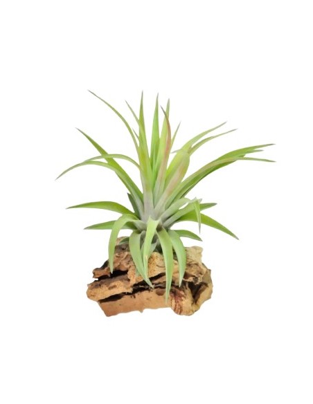 TILLANDSIA VELUTINA XL