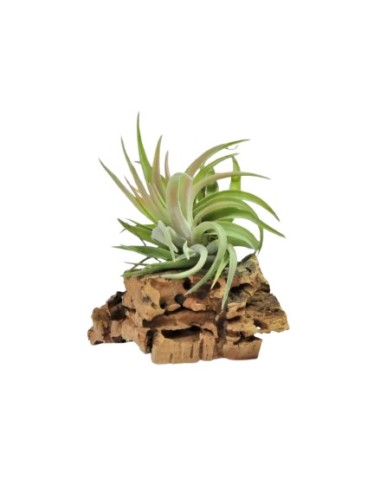 Tillandsia Brachycaulos Abdita XL Planta Epífita Ornamental de Interior y Exterior