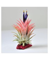 Tillandsia Lonantha Lonantha XL Planta Epífita Ornamental de Interior y Exterior