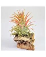 Tillandsia Lonantha Lonantha XL Planta Epífita Ornamental de Interior y Exterior