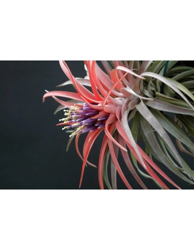 Tillandsia Velutina Medium planta epífita ornamental para interiores y exteriores