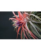 Tillandsia Velutina Medium planta epífita ornamental para interiores y exteriores
