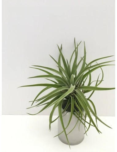 Tillandsia Velutina Medium planta epífita ornamental para interiores y exteriores