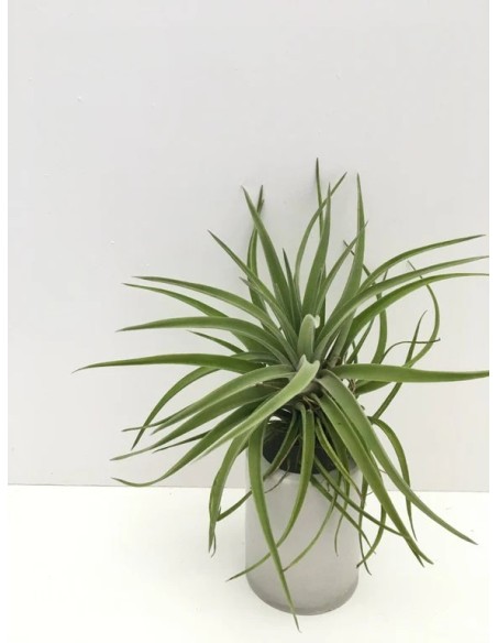 Tillandsia Velutina Medium planta epífita ornamental para interiores y exteriores