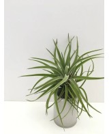 Tillandsia Velutina Medium planta epífita ornamental para interiores y exteriores