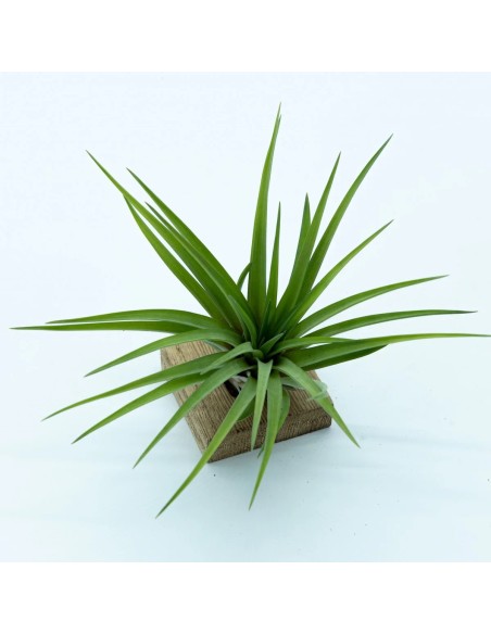 Tillandsia Velutina Medium planta epífita ornamental para interiores y exteriores