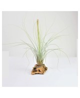 Tillandsia Juncea Medium planta ornamental epífita para interiores y exteriores