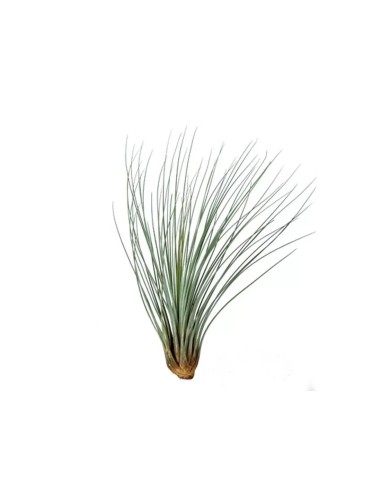 Tillandsia Juncea Medium planta ornamental epífita para interiores y exteriores
