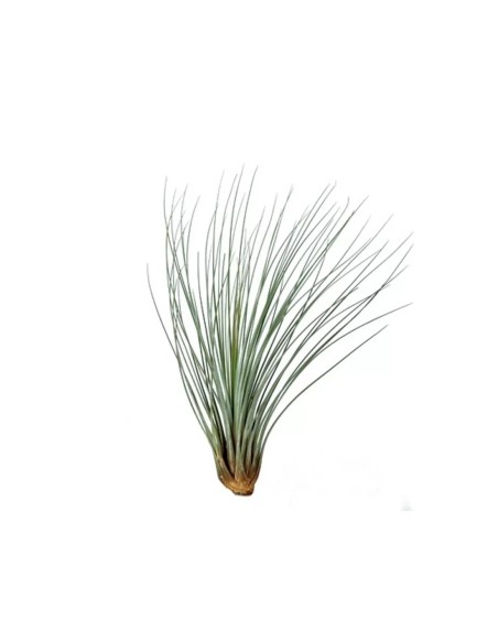 Tillandsia Juncea Medium planta ornamental epífita para interiores y exteriores